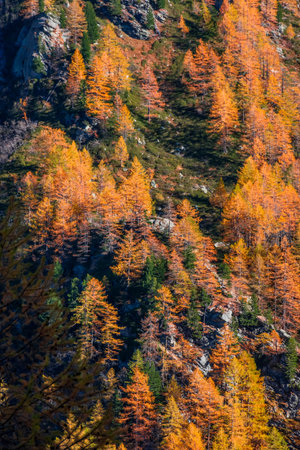 Beautiful autumnal trail with red leaves trees in Aosta Valley, Italyの写真素材