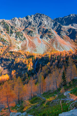 Beautiful autumnal landscape with the wood and the Monte Rosa (Pink Mount) in Aosta Valley, Italyの写真素材