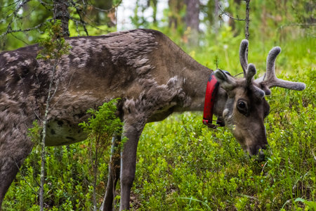 Wild reindeer in the forest of Oulanka National Park, Finlandの写真素材