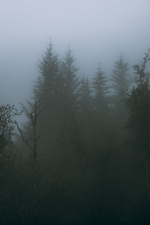 Foggy and creepy landscape in the deep forest of Norway