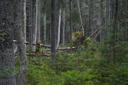 Forest of Lahemaa National Park, Estonia
