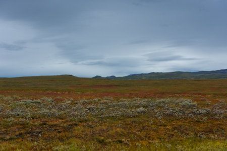 Landscape of the tundra in northern Norwayの写真素材