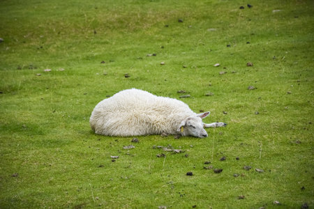 Cute sheep in the green meadow of Lofoten Islands, Norwayの写真素材