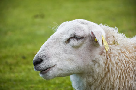 Cute sheep in the green meadow of Lofoten Islands, Norwayの写真素材