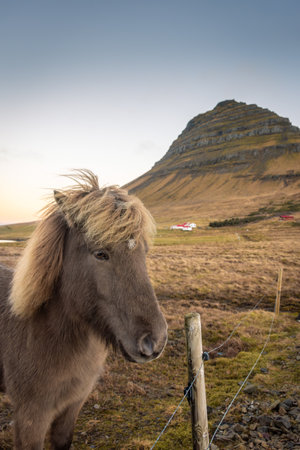 Icelandic horse in the scenic nature landscape of Kirkjufell, Iceland. The Icelandic horse is a breed of horse developed in this country.の写真素材