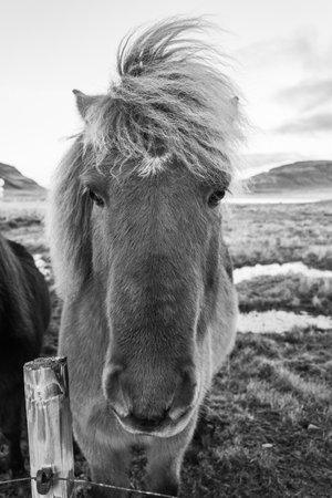 Black and white picture of Icelandic horse in the scenic nature landscape of Kirkjufell, Iceland. The Icelandic horse is a breed of horse developed in this country.の写真素材