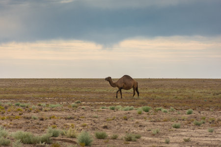Lonely camel in the dry Aral Sea desert, Uzbekistanの写真素材