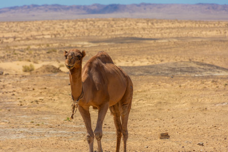 Camel in the Kyzylkum Desert of Uzbekistanの写真素材