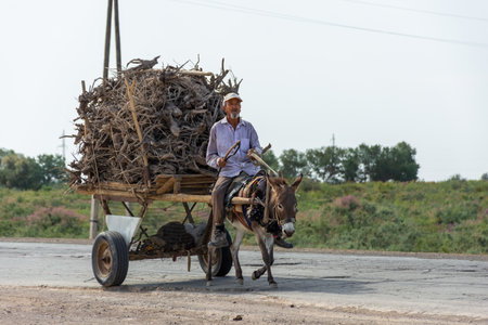 Moynaq, Uzbekistan, 16 August 2023: Local farmer riding a donkey to transport wood on the roadの写真素材