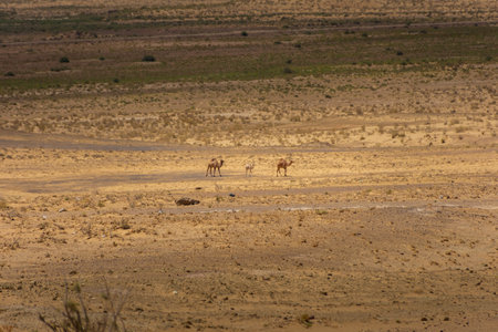 Family of camels in the Kyzylkum Desert of Uzbekistanの写真素材