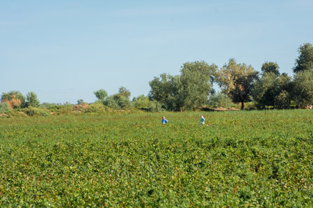 Moynaq, Uzbekistan, 16 August 2023: Local farmers working in cotton plantationの写真素材