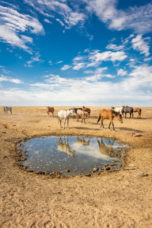 Wild horses drinking water from a spring in the desert of the Aral Sea, Uzbekistanの写真素材