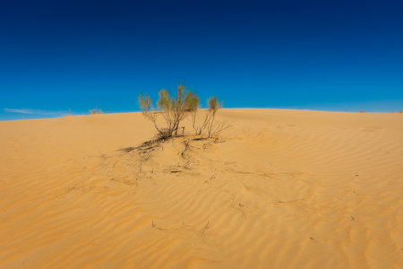 Landscape of the sand dunes of the Kyzylkum Desert, Uzbekistanの写真素材