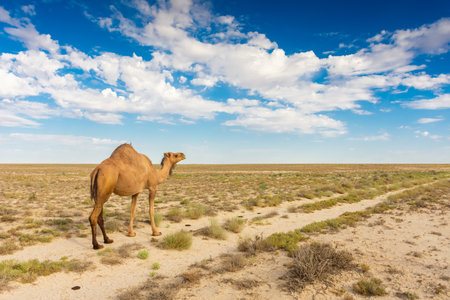 Lonely camel in the dry Aral Sea desert, Uzbekistanの写真素材