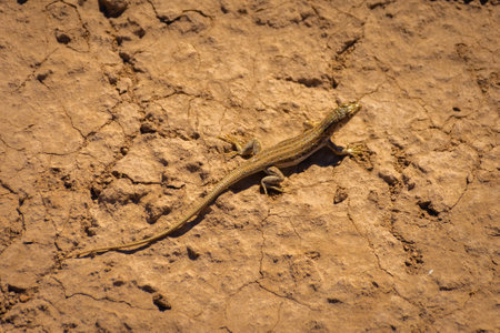Toadhead agama lizard, or Phrynocephalus interscapularis, in the Kyzylkum desert of Uzbekistanの写真素材