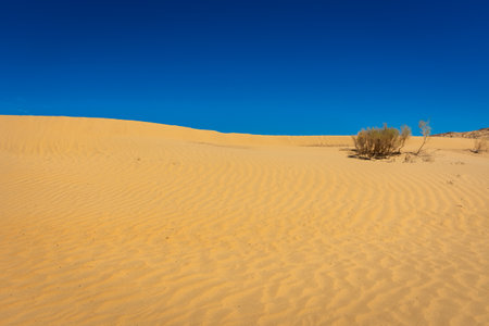 Landscape of the sand dunes of the Kyzylkum Desert, Uzbekistanの写真素材