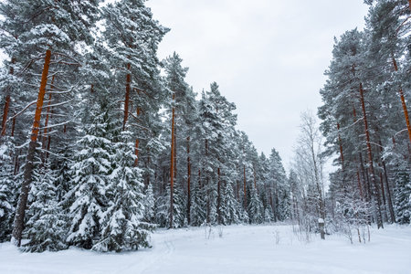 Beautiful snowy forest, winter landscapeの写真素材