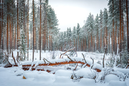 Beautiful snowy forest, winter landscape in Finlandの写真素材