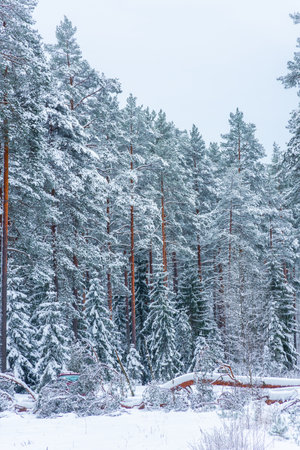 Beautiful snowy forest, winter landscape in Finlandの写真素材