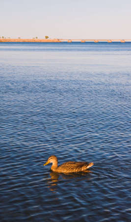 Lonely duckの写真素材