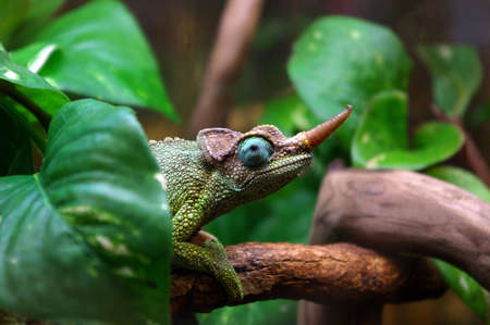 Chameleon climbing on a branch, partly behind leafの写真素材