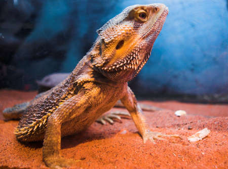 Lizard with scales on sand in insectariumの写真素材