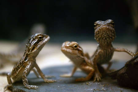 Three small dragon lizards looking at each other and cameraの写真素材