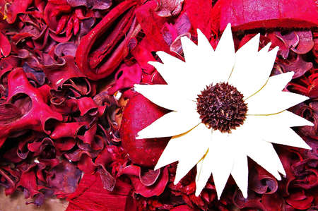 Mix of dried, red leaves and nuts for the fallの写真素材