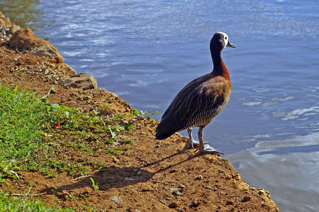 Bird waiting at edge of pondの写真素材