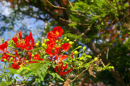 Leaves and flower of red tropical Flame Treeの写真素材