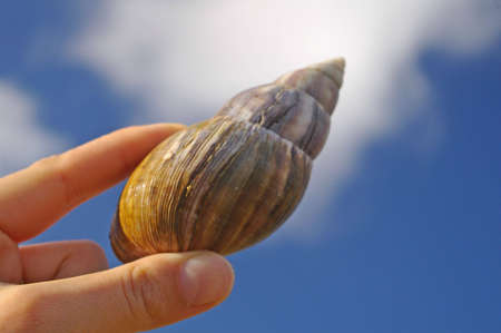 Large snail in woman's handの写真素材