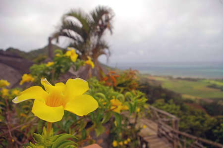 Bright yellow hibiscus flower with background of sea and mountainの写真素材