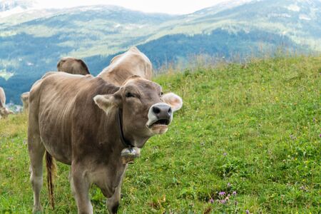 Milk cow on grazing land in Bavariaの写真素材