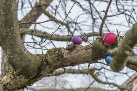 Colorful easter eggs on a treeの写真素材