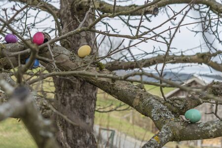 Colorful easter eggs on a treeの写真素材