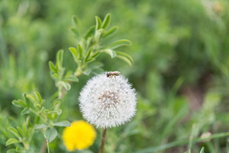 Bee on a dandelion outside at a sunny dayの写真素材