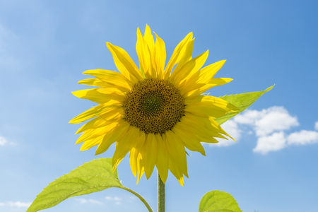 One single sunflower in front of a blue skyの写真素材