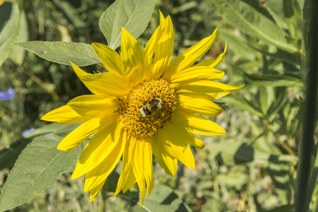 Sunflower on a meadow at a sunny summer dayの写真素材