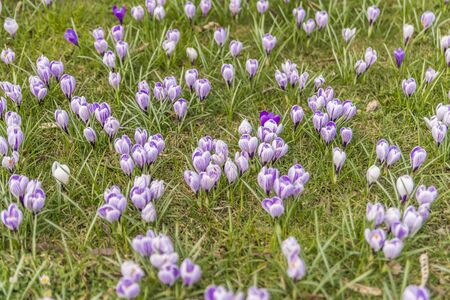 Many yellow crocuses on bark mulchの写真素材