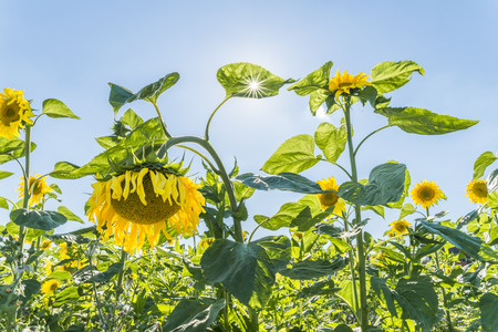 Sunflowers at a sunny summer day with sunbeam through the leavesの写真素材