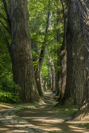 Fairy tale path in a forestの写真素材