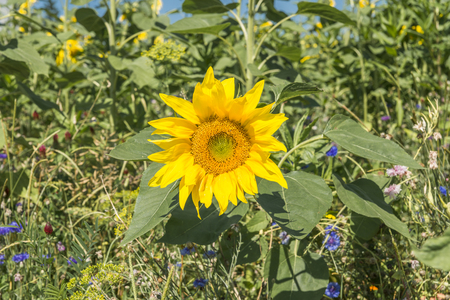 Closeup of a sunflower on a meadow at a sunny summer dayの写真素材