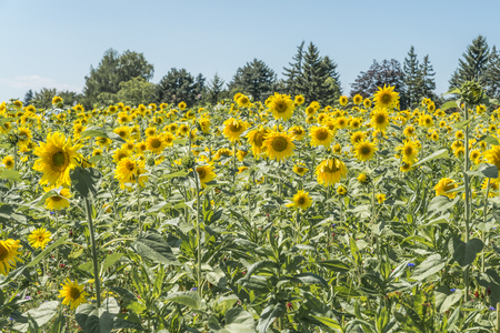 Sunflower on a meadow at a sunny summer dayの写真素材