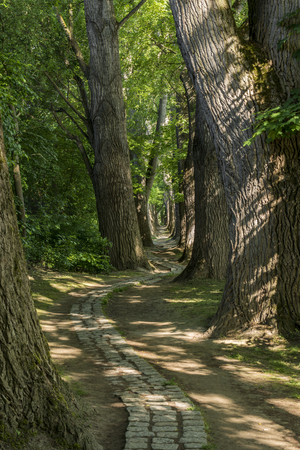 Fairy tale path in a forestの写真素材