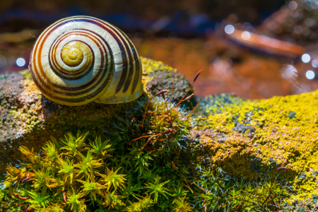 Left snail house in the gardenの写真素材