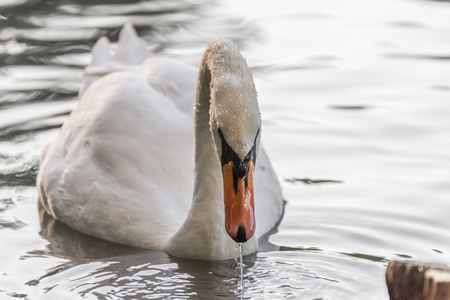 Closeup of a white swan swimming on a lakeの写真素材