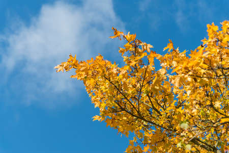 Yellow autumn leaves on a tree in front of blue skyの写真素材