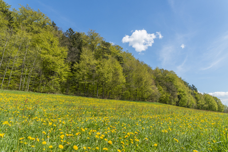 A meadow with dandelion flowers everywhereの写真素材