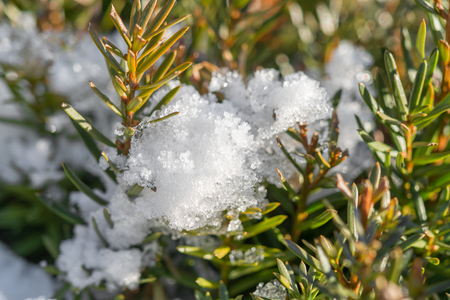 Snow and ice on fir tree at a sunny dayの写真素材