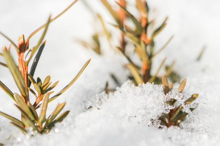 Snow and ice on fir tree at a sunny dayの写真素材